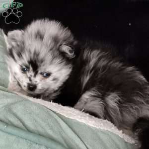 Baby Boy, Pomeranian Puppy